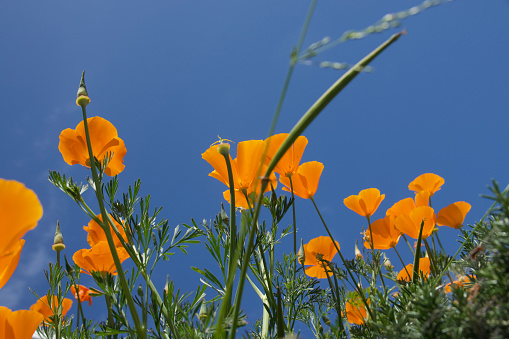 Bright orange poppies against a bright blue sky