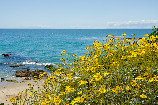 Wild flowers in bloom above the coastline