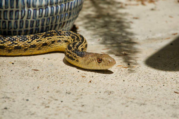 istock Closeup of a snake soaking up the sun 1488025266