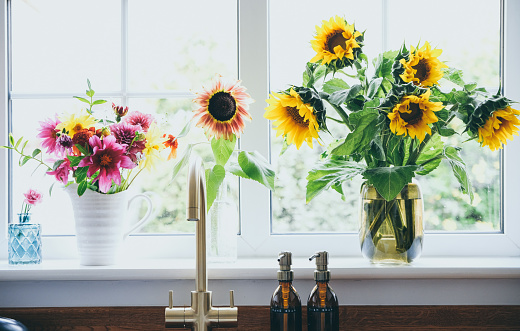 Freshly cut sunflowers in vases on home window sill