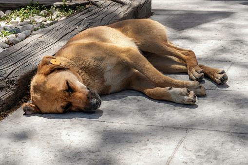 Red shorthair stray dog with tag in his ear sleeps in city park in trees shade