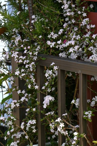 istock Serrissa japonica ( Tree of a thousand stars ) flowers. 1488027966