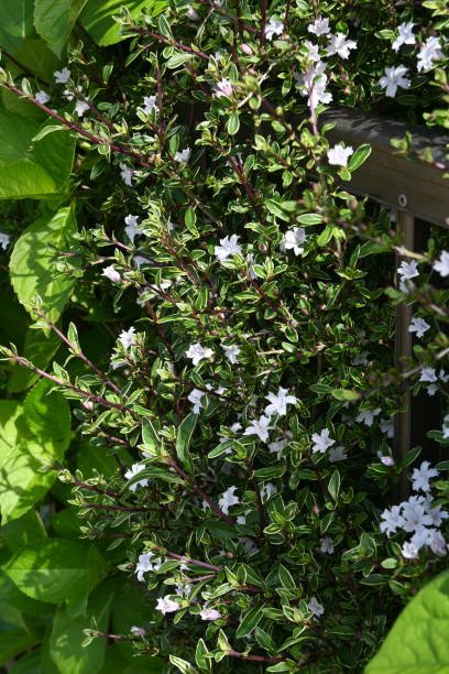 istock Serrissa japonica ( Tree of a thousand stars ) flowers. 1488027982