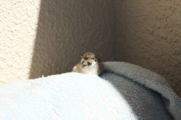 Injured sparrow chicks and temporary protection Injured sparrow chicks and temporary protection fledging stock pictures, royalty-free photos & images