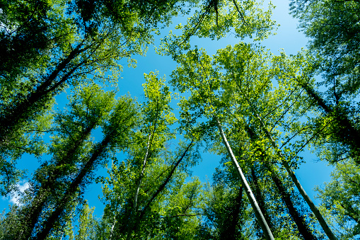 Aerial view of a larch forest