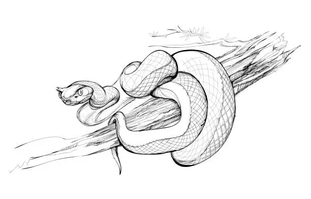 Vector illustration of Illustration of poisonous snake. Wildlife animals. Black and white isolated drawing of yellow viper for encyclopedia. Print for fabric, fashion, decoration, embroidery, wallpaper. Flat cartoon vector