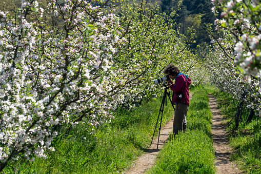 Photographer takes pictures of blooming apple trees in Spring.