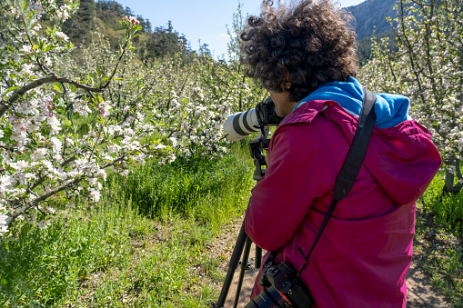 Photographer takes pictures of blooming apple trees in Spring.