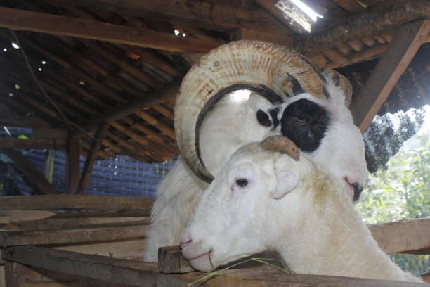 Java Black Sheep 150+ Domba Stock Photos, Pictures & Royalty-Free Images - iStock