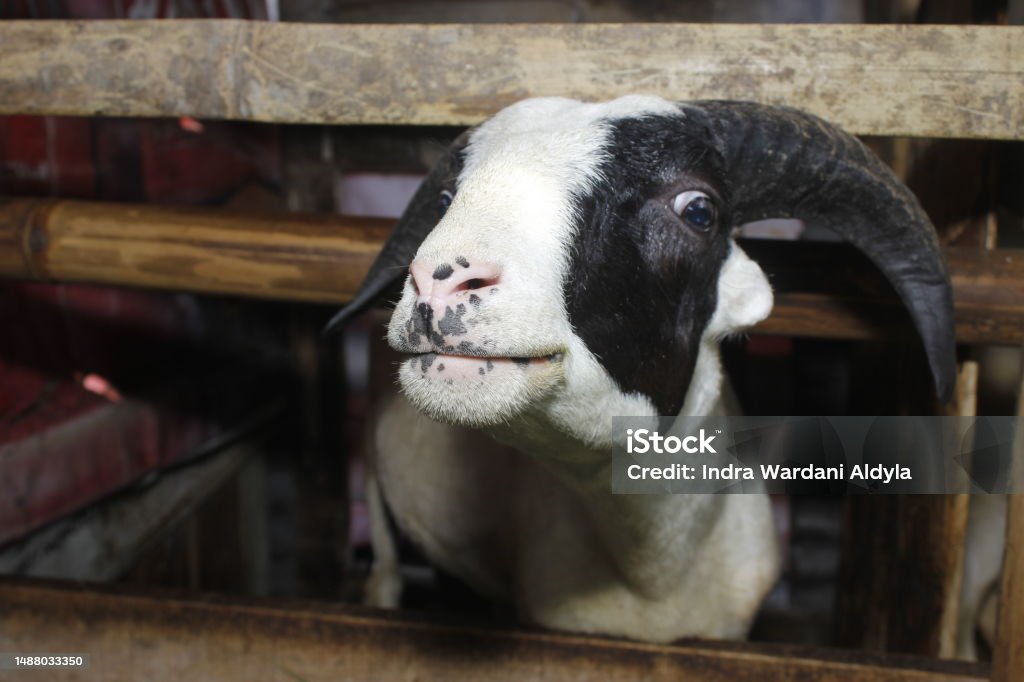 Java Black Sheep Garut Sheep West Java Indonesia Stock Photo - Download Image Now ...