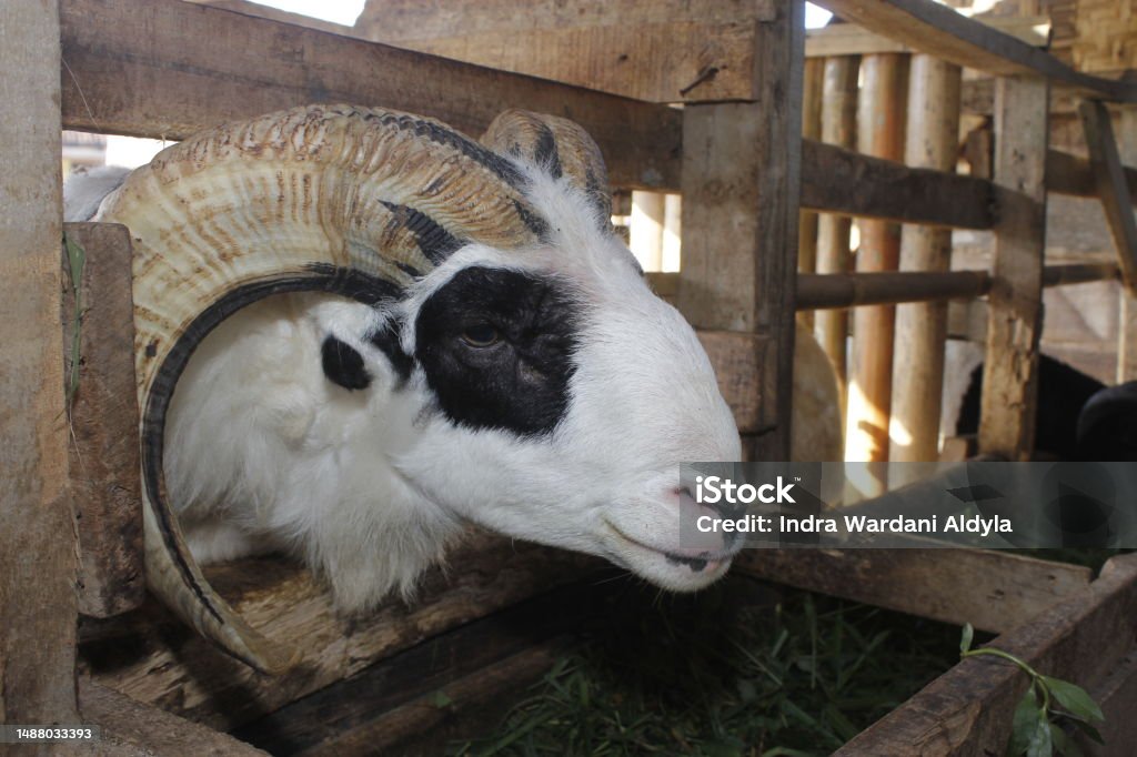 Java Black Sheep Garut Sheep West Java Indonesia Stock Photo - Download Image Now ...