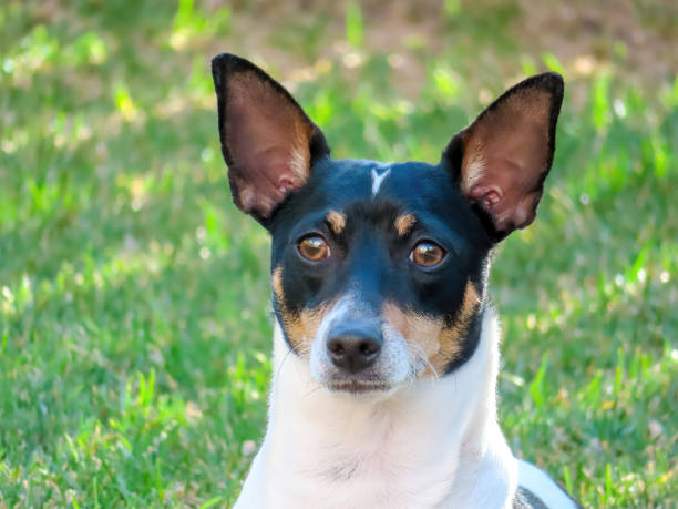 istock A close up to a Toy Fox Terrier face with green grass on the background. 1488035824