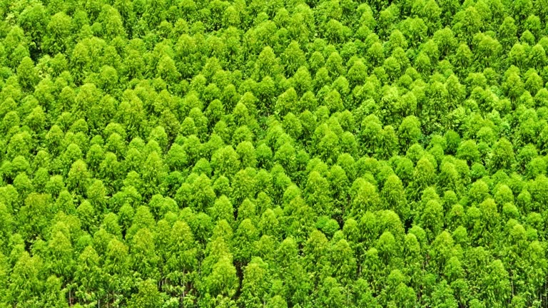 Drone view of an Eucalyptus grove