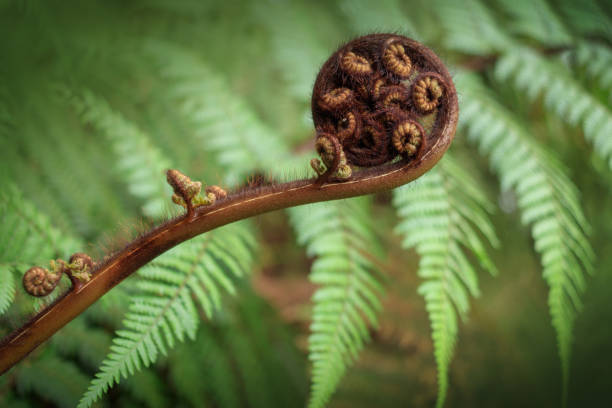 istock Fern frond closeup on green leaf background 1488037552