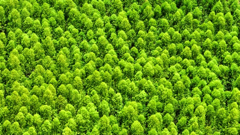 Drone view of an Eucalyptus grove