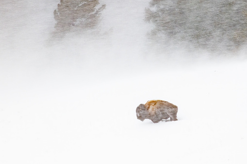 Big Bison Bull moving slowly in blizzard with strong blowing wind and deep snow in the Yellowstone Ecosystem in western USA, North America. Nearest cities are Denver, Colorado, Salt Lake City, Jackson, Wyoming, Gardiner, Cooke City, Bozeman and Billings, Montana.