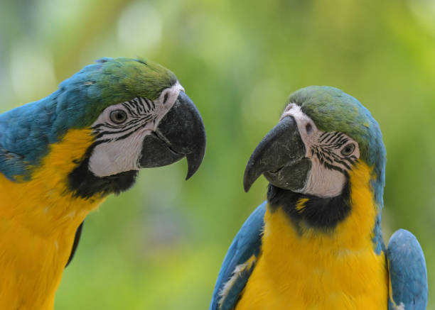 istock Blue and yellow macaw (Ara ararauna) an exotic bird 1488039531