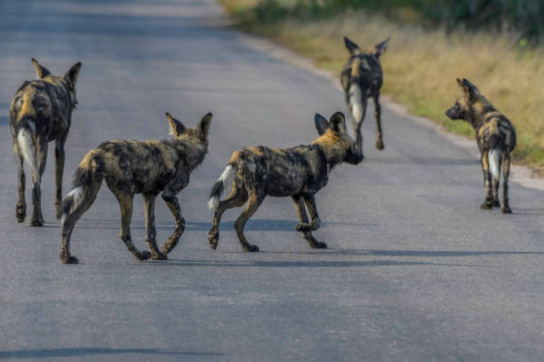 istock Endangered African wild dog during safari in kruger 1488040244
