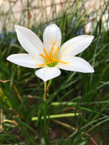 istock white rain lily. Zephyranthes minuta plant. nature 1488041199