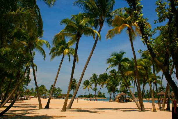 istock A palm lined beach in the tropics 1488042002