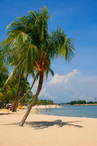 istock A palm lined beach in the tropics 1488042007