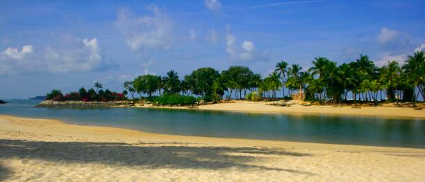 istock A palm lined beach in the tropics 1488042045