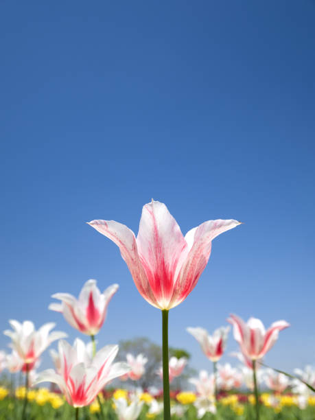 Tulip field against the blue sky
