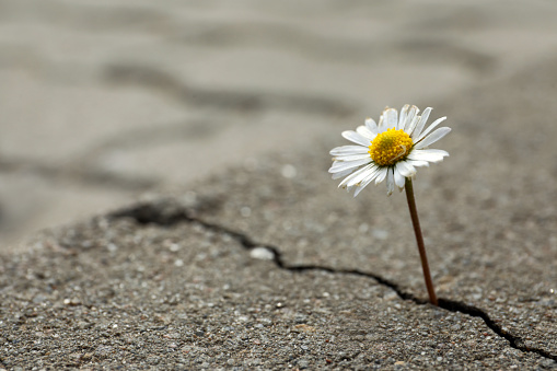 Hermosa flor que crece de la grieta en el asfalto, espacio para el texto. Concepto de esperanza photo