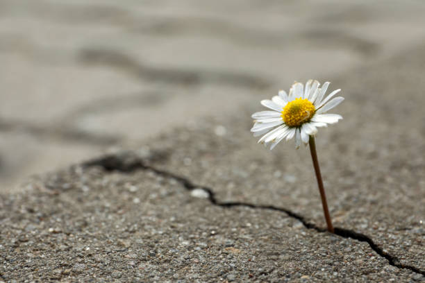 hermosa flor que crece de la grieta en el asfalto, espacio para el texto. concepto de esperanza - esperar fotografías e imágenes de stock