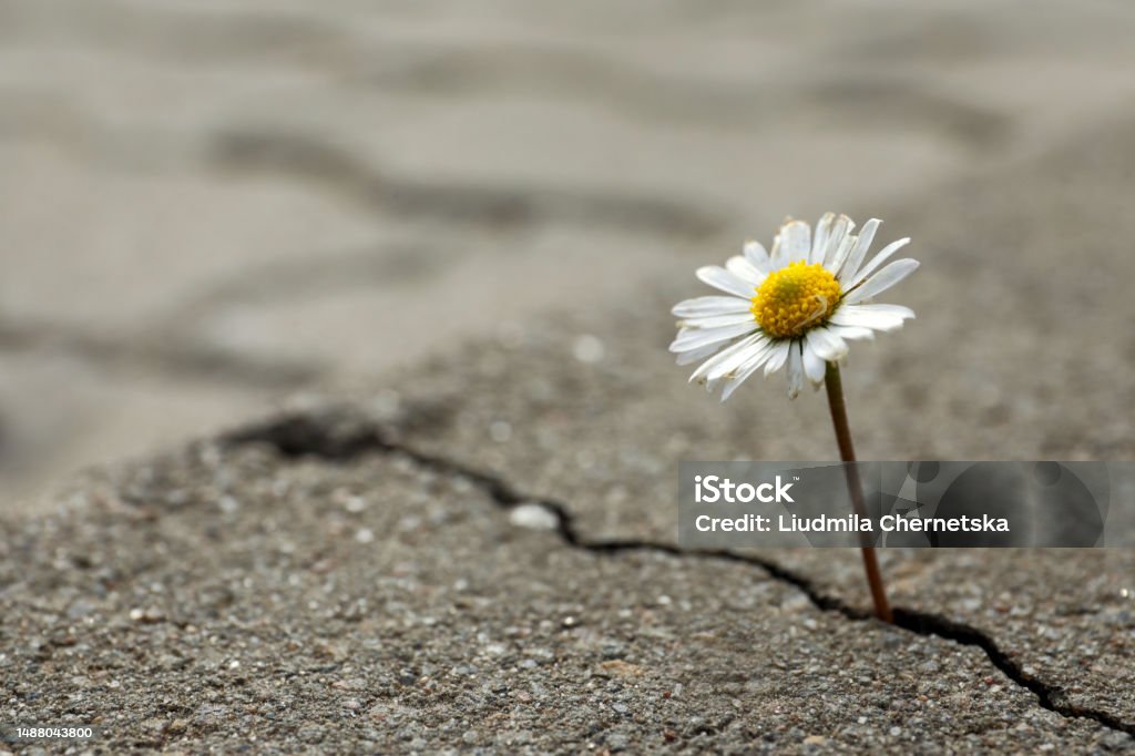 Beautiful flower growing out of crack in asphalt, space for text. Hope concept Resilience Stock Photo