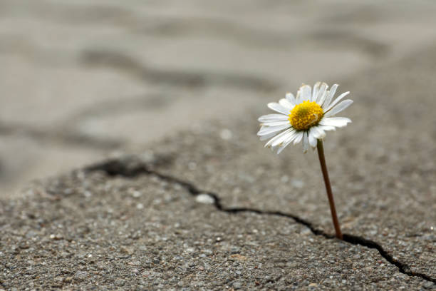 Beautiful flower growing out of crack in asphalt, space for text. Hope concept stock photo