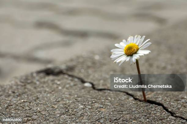 Beautiful Flower Growing Out Of Crack In Asphalt Space For Text Hope Concept Stock Photo - Download Image Now