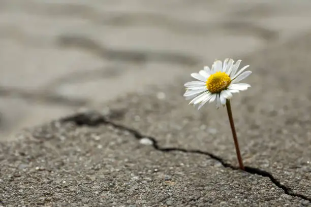 Photo of Beautiful flower growing out of crack in asphalt, space for text. Hope concept