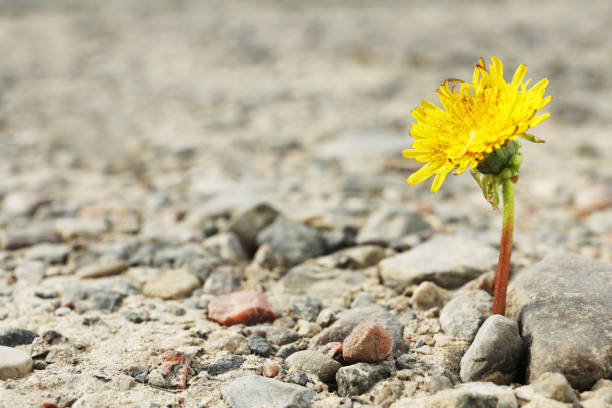 Beautiful flower growing in dry soil, space for text. Hope concept