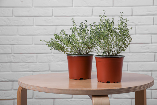 Aromatic green thyme in pots on wooden table near brick wall, space for text