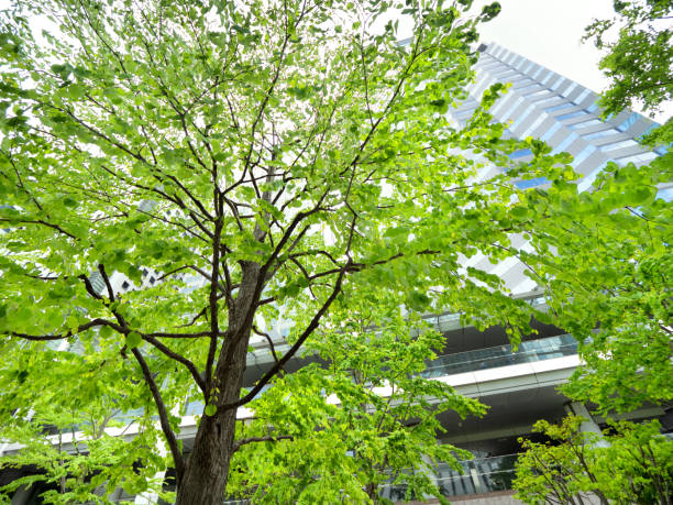Fresh green of office buildings