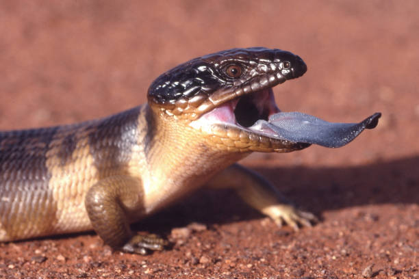 istock Western Blue-tongue Lizard 1488044995