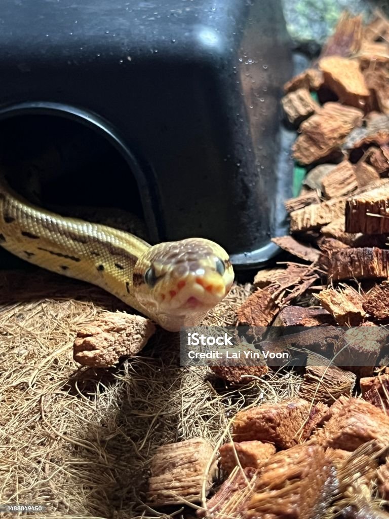Royal Python Front View Mouth Closed Stock Photo - Download Image Now ...