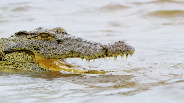 Close up of an African crocodile also known as Crocodylidae, Crocodylus acutus in Chobe river at Chobe National Park, Botswana, South Africa