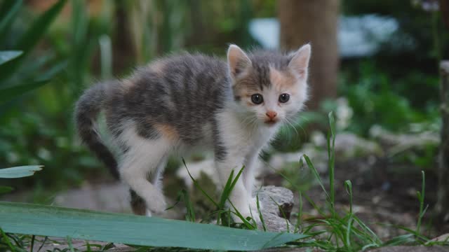 Concept of pets. Young gray-red-white street cat on walk scared, hisses and arched back lifting fur up. Small tricolor kitten walks along paths near flowers and plants in backyard. 4k footage.