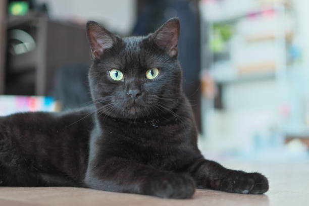 istock Black Smoke American Shorthair kept as a pet 1488051303