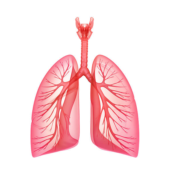 istock An illustration of the pulmonary system with the lungs 148805241