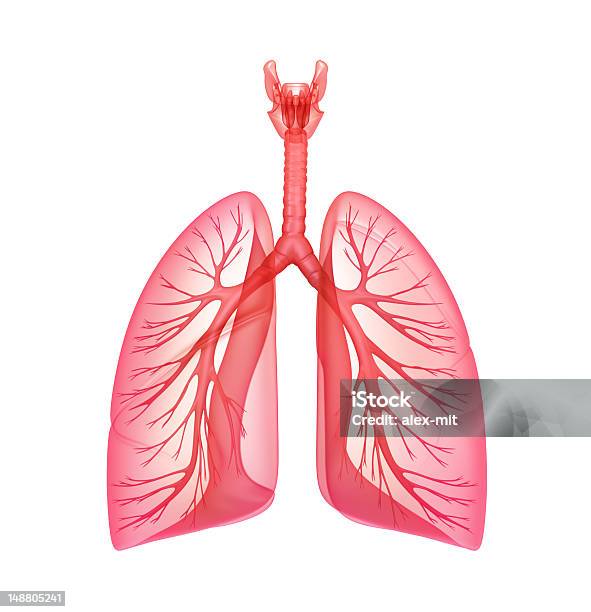 Легкихлегочной Система — стоковые фотографии и другие картинки Анатомия - Анатомия, Белый, Биология
