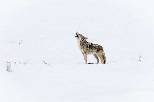 Coyote calling to its mate in the Yellowstone Ecosystem of western USA, North America. Nearest cities are Denver, Colorado, Salt Lake City, Jackson, Wyoming, Gardiner, Cooke City, Bozeman and Billings, Montana.