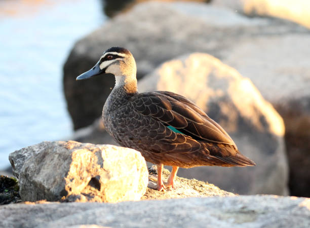 istock Pacific black duck bird standing on a rock 1488055097