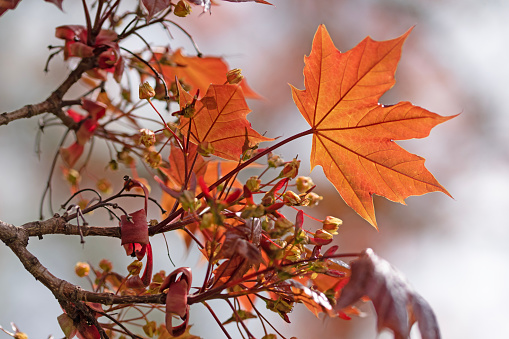 Various autumn leaves on a white isolated background. colorful fall foliage