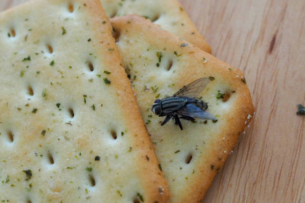 Flies come on food. Flies come on food. Can lead to food and waterborne diseases. Flies are summer villains. Health in eating food concept Shit Fly stock pictures, royalty-free photos & images