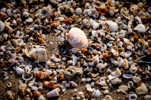 Seashells on beach.