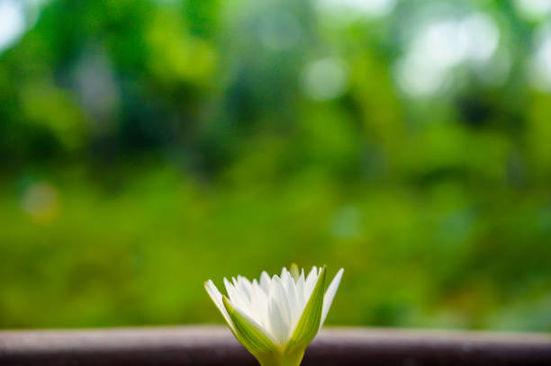 White lotus flower with natural background, Thailand.