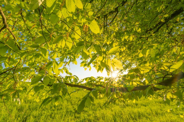Green foliage and tree in forest with sun light spring. Farming concept on plant forest and environment day organic building sunshine on leaf herb.